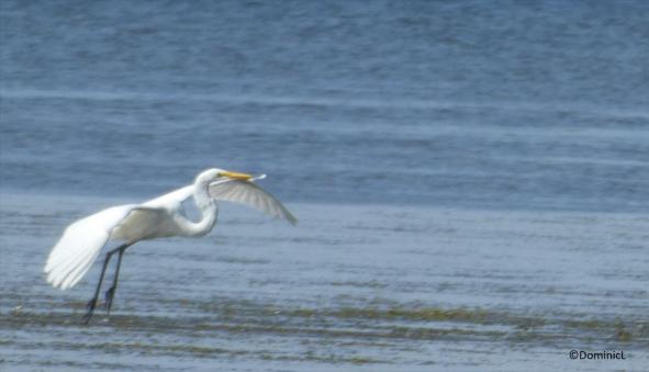 Ardea alba capture