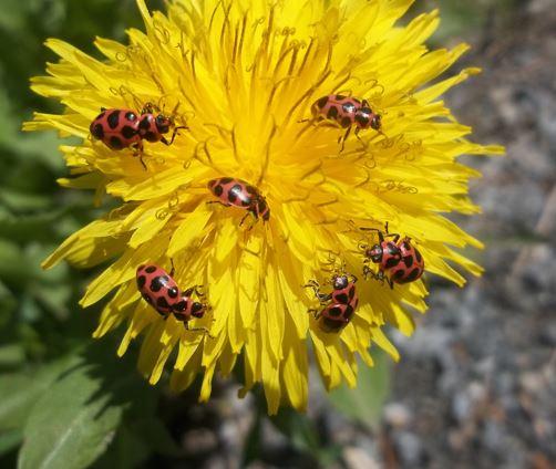 Coccinelle maculee capture