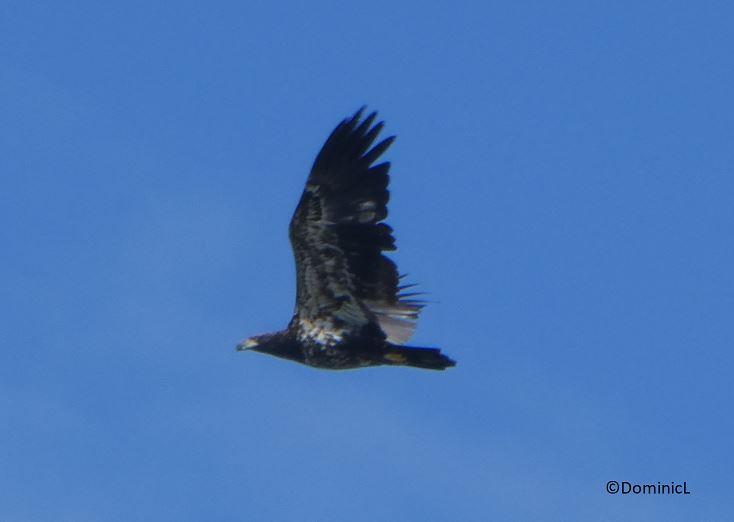 Haliaeetus leucocephalus juvenile capture