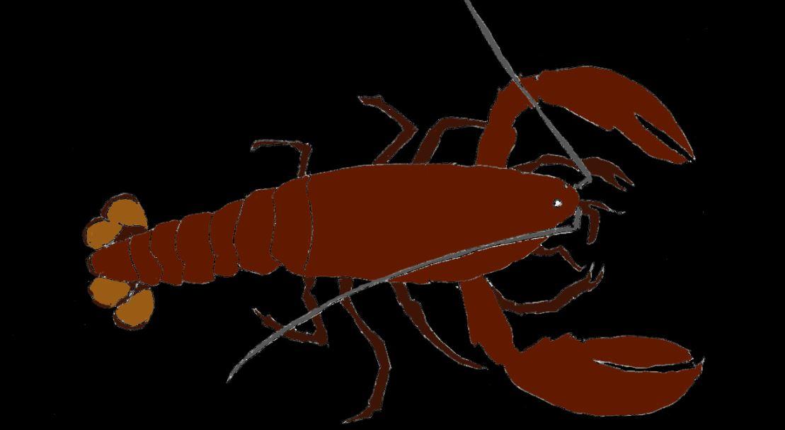 Homarus americanus