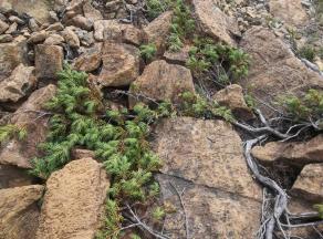 Juniperus horizontalis