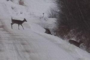 Odocoileus virginianus a