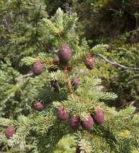 Picea mariana