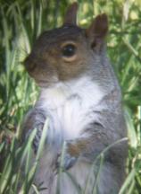 Sciurus carolinensis