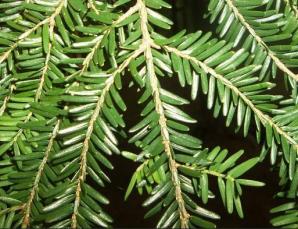 Tsuga canadensis